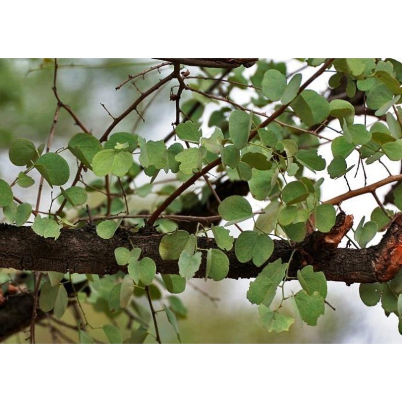 Bauhinia racemosa Seeds-1 Kg