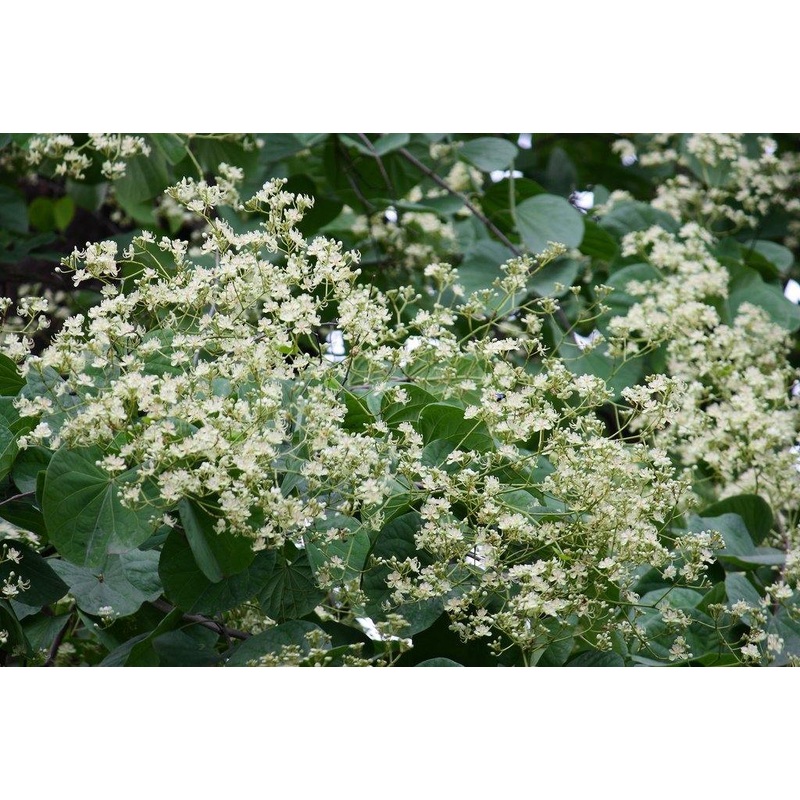 Bauhinia retusa Seeds-1 Kg