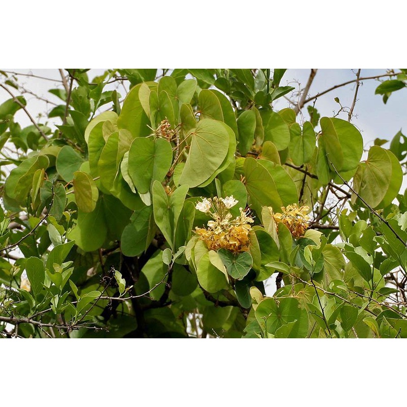 Bauhinia vahlii (Qg) Seeds-1 Kg