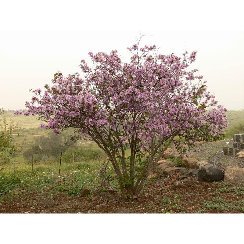Bauhinia variegata Seeds-1 Kg