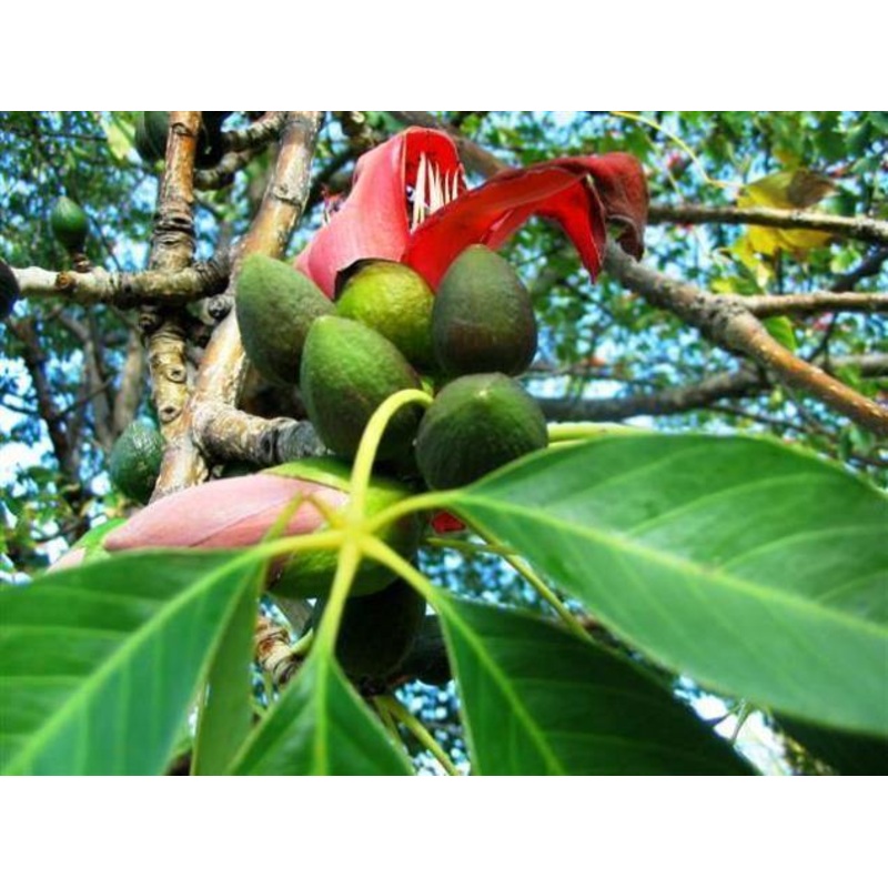 Bombax malabaricum (Qg) Seeds-1 Kg