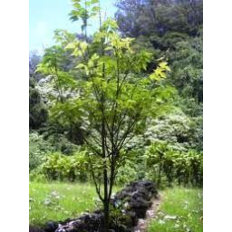Broussonetia papyrifera Seeds-1 Kg