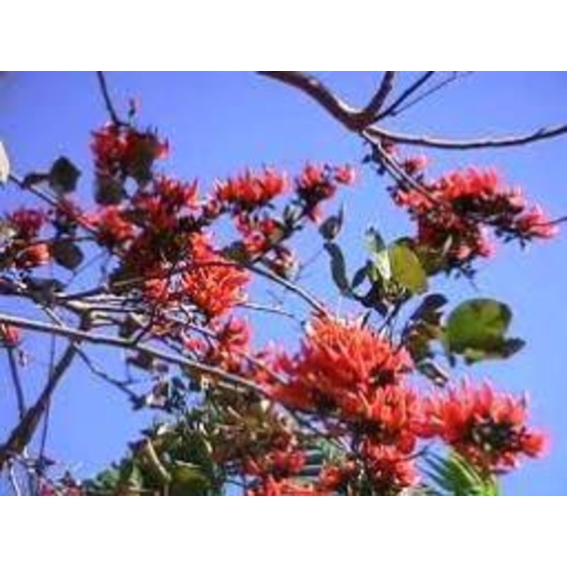 Butea adisa (B-monosperma) Seeds-1 Kg