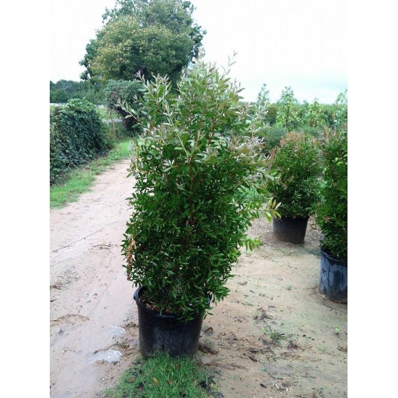 Callistemon lanceolatus (Bottle brush) Seeds National Delivery