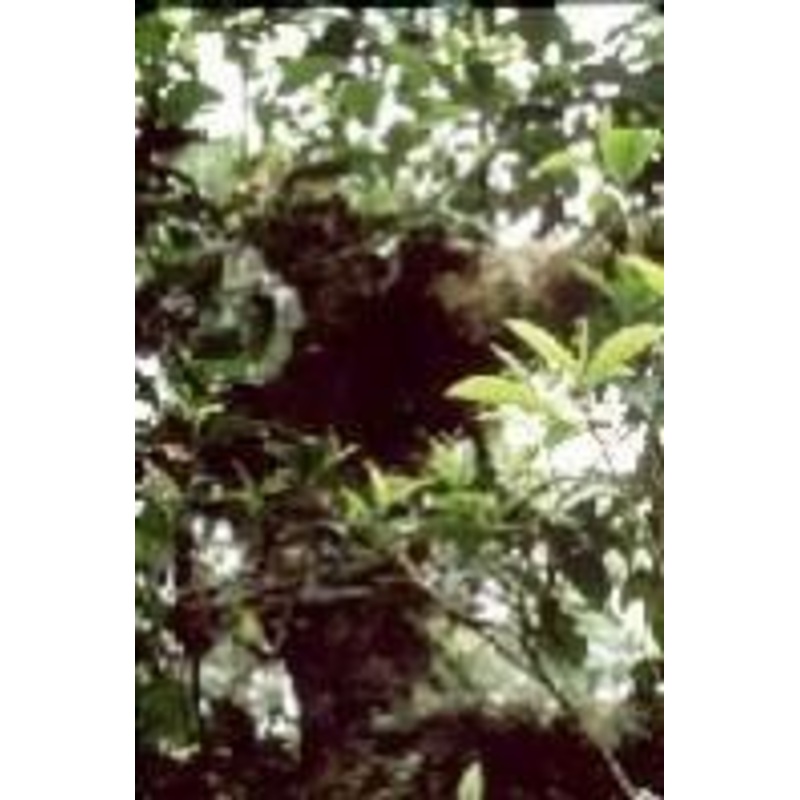 Camellia thea (C. Sinensis) Seeds-1 Kg
