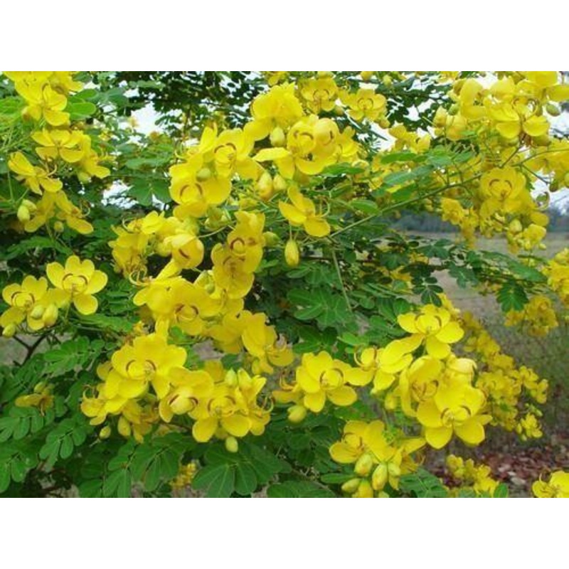 Cassia angustifolia (Qg) Seeds-1 Kg