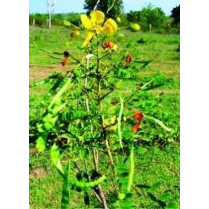 Cassia auriculata Seeds-1 Kg