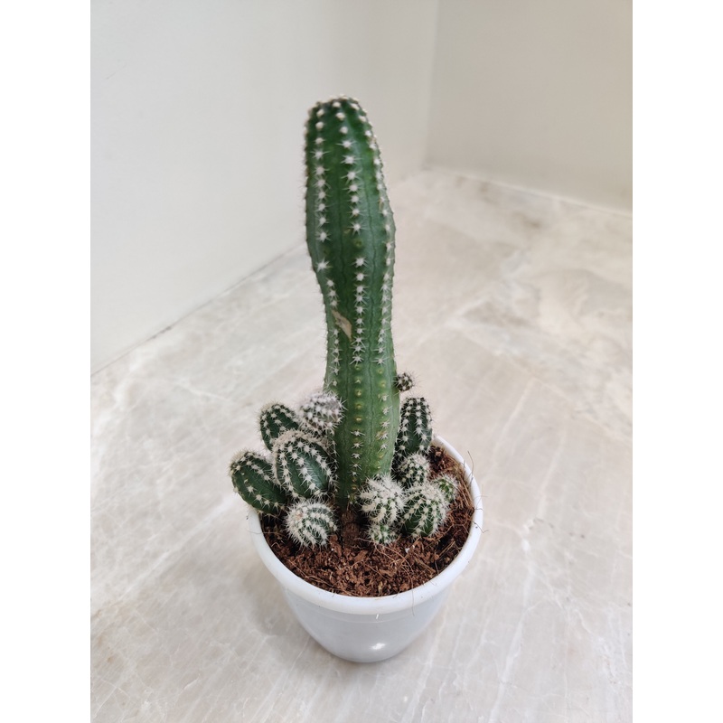 Cereus Florida(Fairy Castle) Non-Grafted Small Cactus