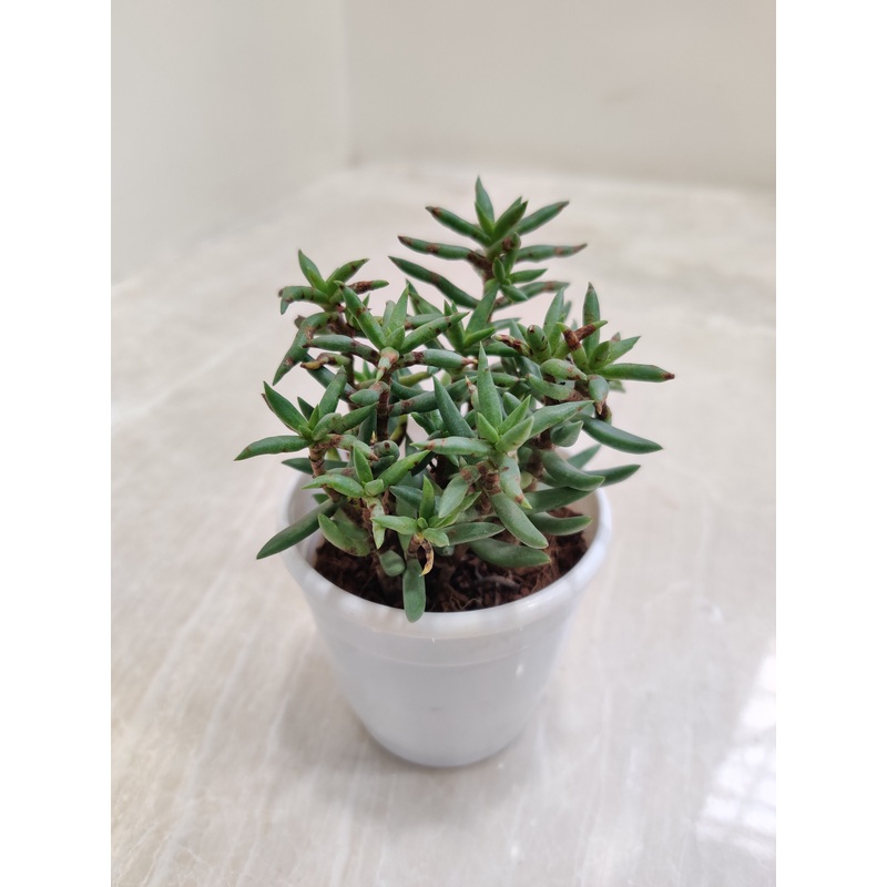 Crassula Tetragona (Miniature Pine Tree) Succulent Plant