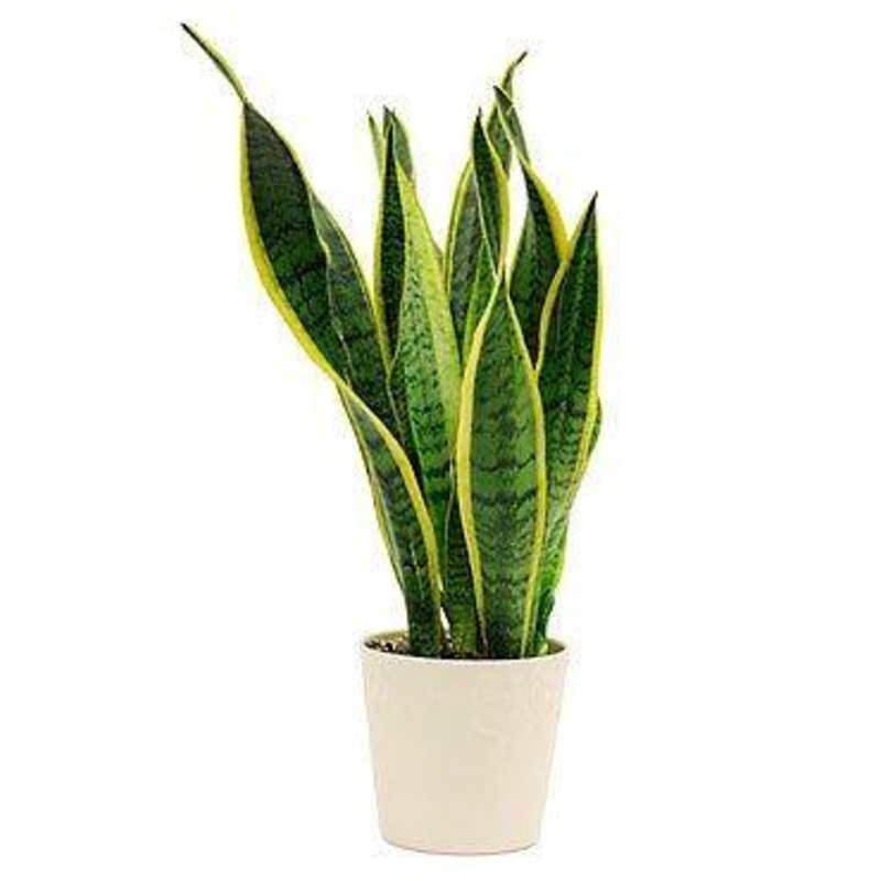 Top 10 Best Indoor Bedroom Plants Pack