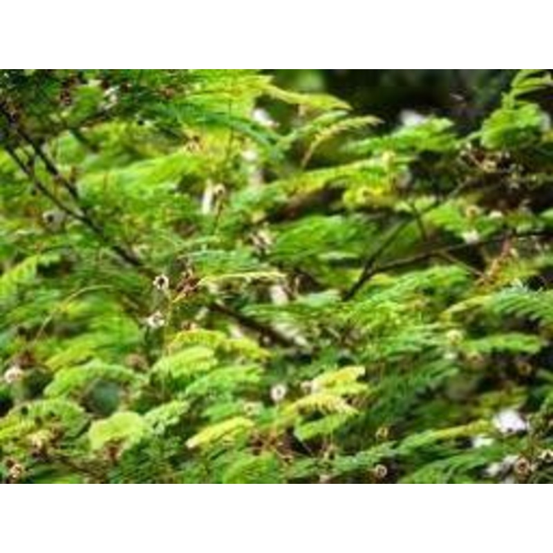 Acacia concinna Seeds-1 Kg