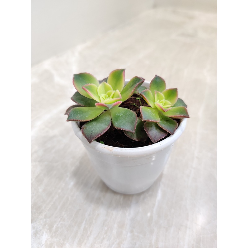 Aeonium Kiwi Succulent Plant