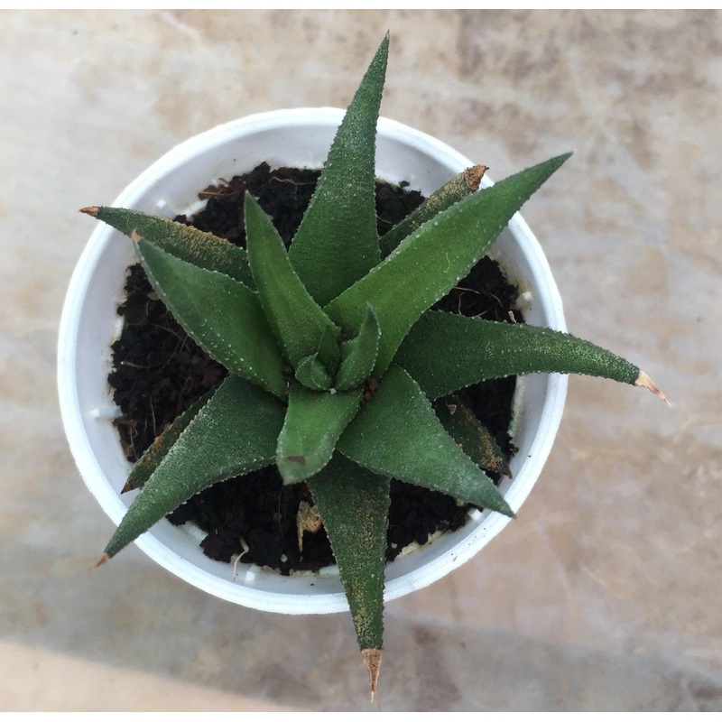 Aloe Black Beauty (Gastrolea Midnight) Small Succulent Plant