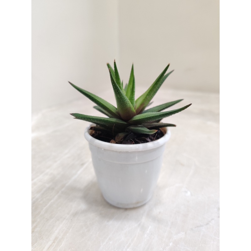 Aloe Black Beauty (Gastrolea Midnight) Succulent Plant