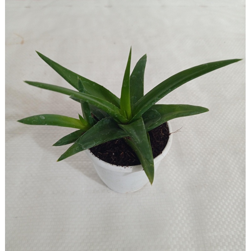 Aloe Black Gem (Alworthia ‘Black Gem’) Succulent Plant