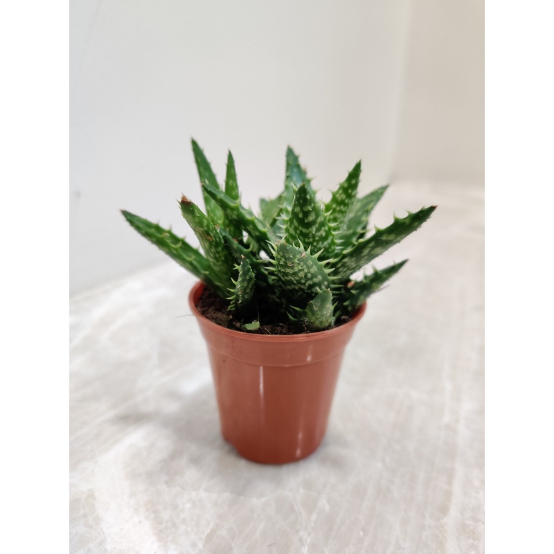 Aloe Juvenna (Tiger Tooth Aloe) Small Succulent Plant
