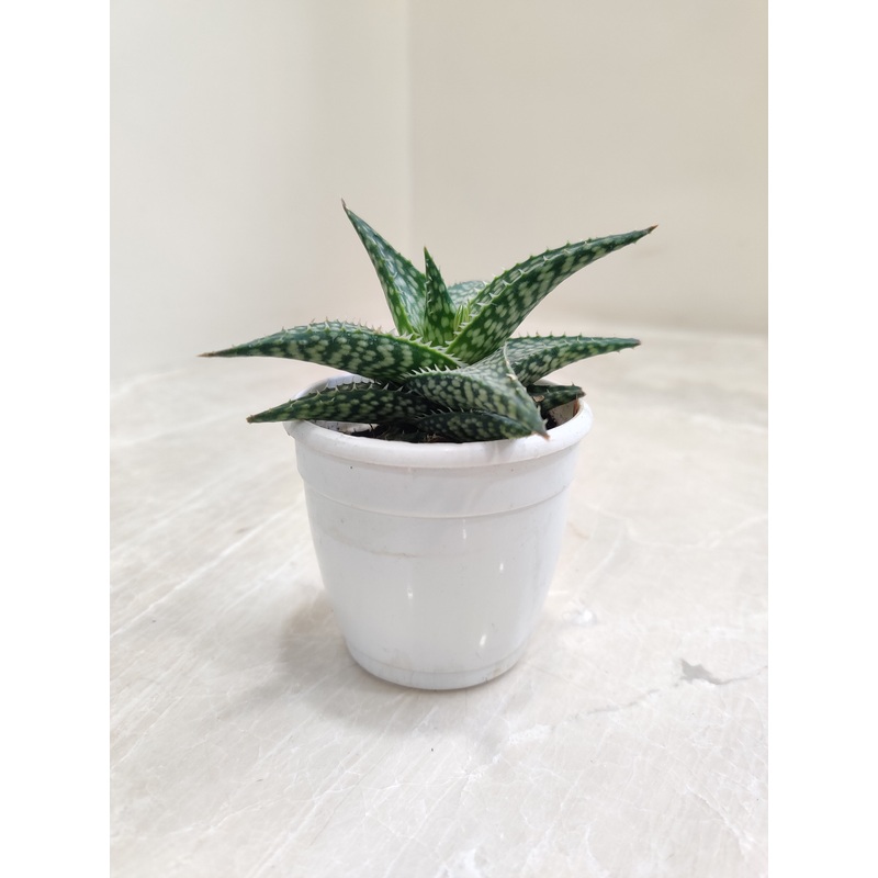 Aloe Rauhii Reynolds Succulent Plant