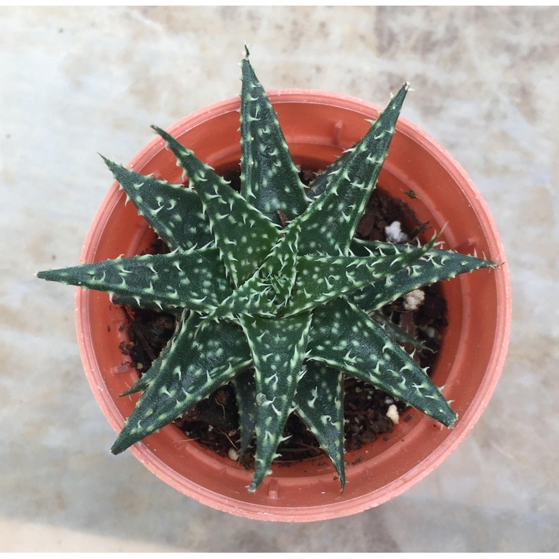 Aloe Vera Pepe Small Succulent Plant