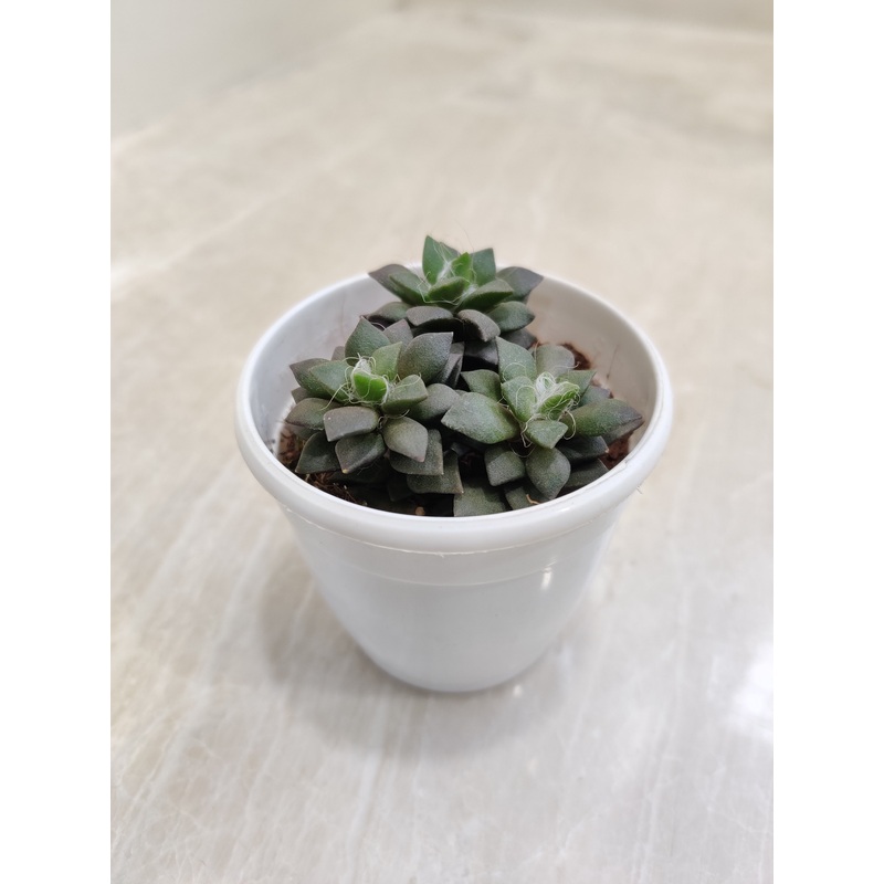 Anacampseros Rufescens Succulent Plant