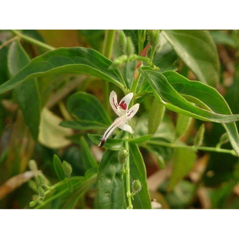 Andrographis Paniculata Seeds-1 Kg