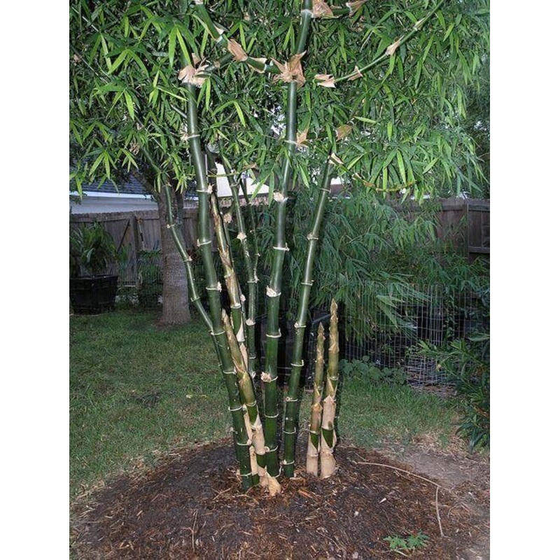 Bambusa bambos seeds – 1 Kg