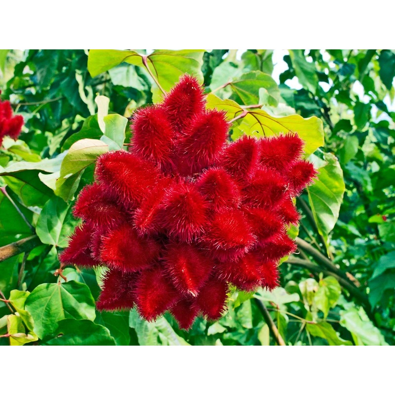 Bixa orellana seeds – 1 Kg