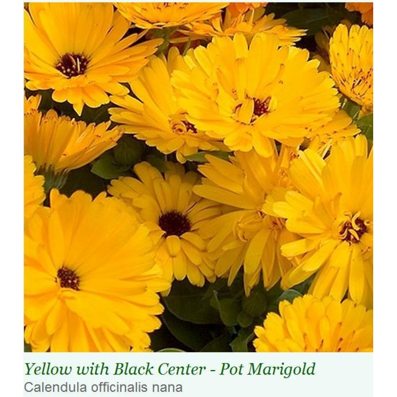Calendula Yellow W/Black Centre Flower Seeds