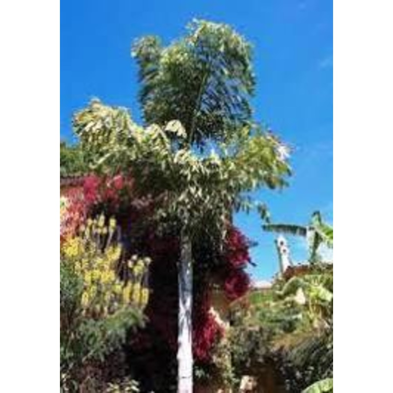 Caryota urens-Fishtail Palm Seeds – 1 Kg