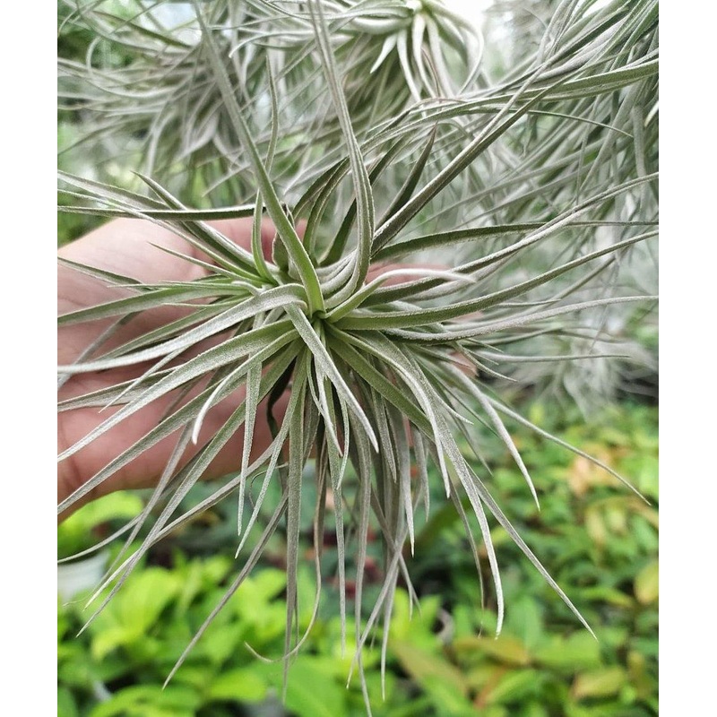 Chidrens Tillandsia Air Plant