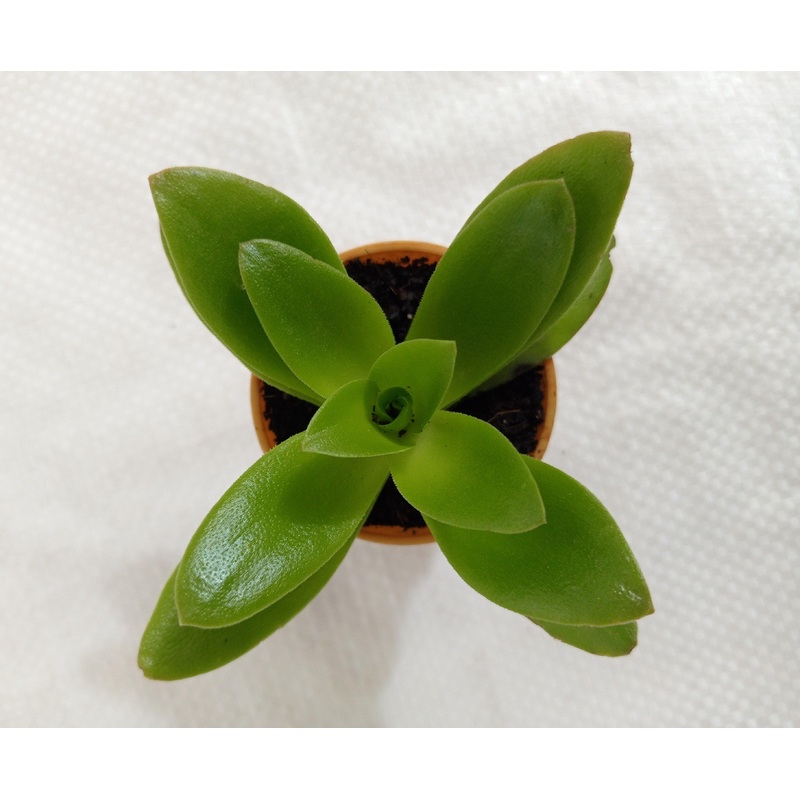 Crassula Campfire Green Small Succulent Plant