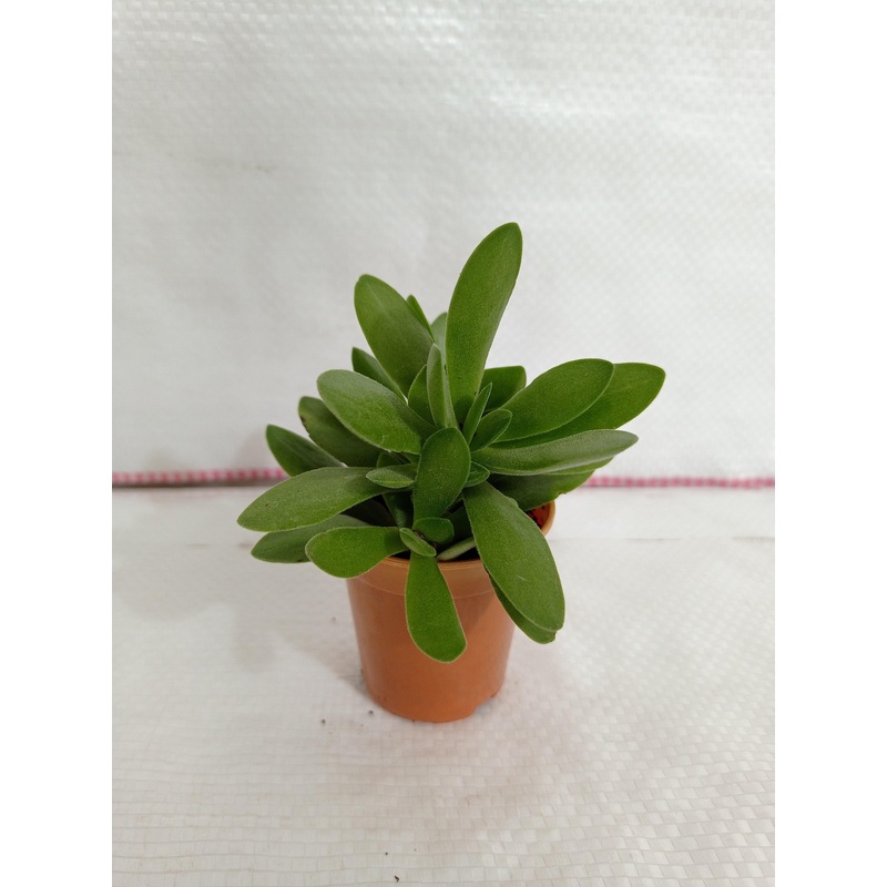 Crassula Money Maker (Jade Plant) Small Succulent Plant