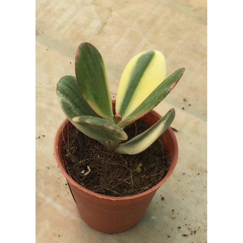 Crassula Variegated Jade (Crassula Ovata Variegata) Small Succulent Plant
