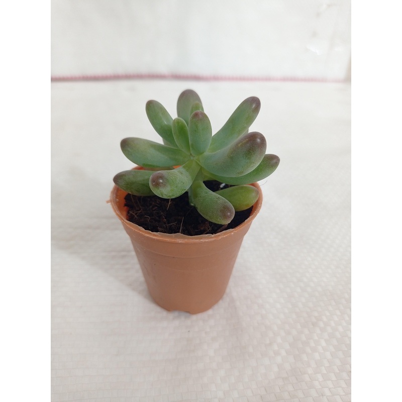 Sedum Pachyphyllum Small Succulent Plant