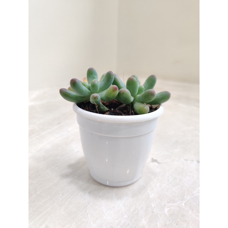Sedum Pachyphyllum Succulent Plant