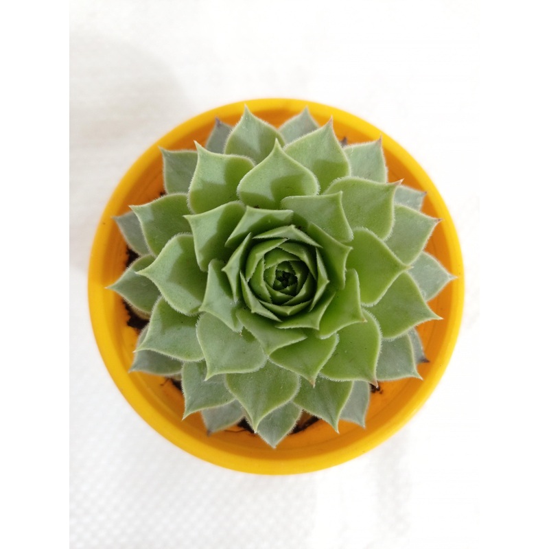 Sempervivum Calcareum Green Succulent Plant