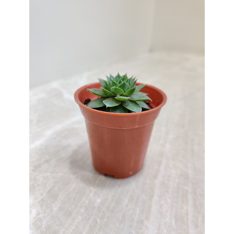 Sempervivum Green Wheel  (Lakshmi Kamal) – Small Succulent Plant
