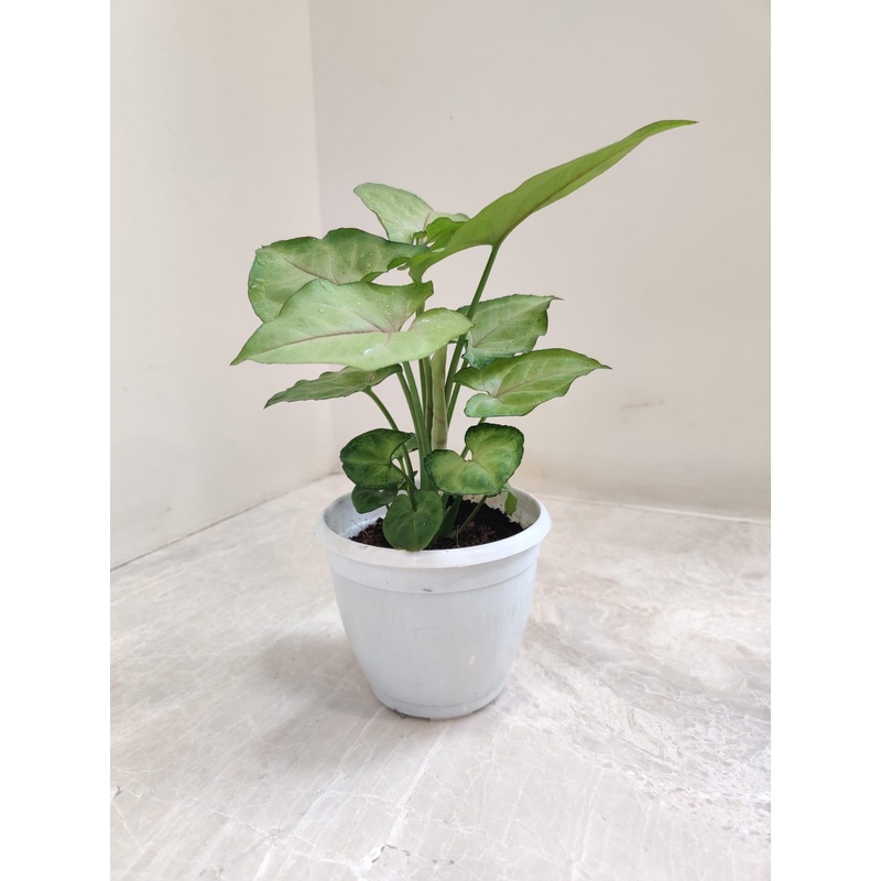 Syngonium Cream Allusion Plant