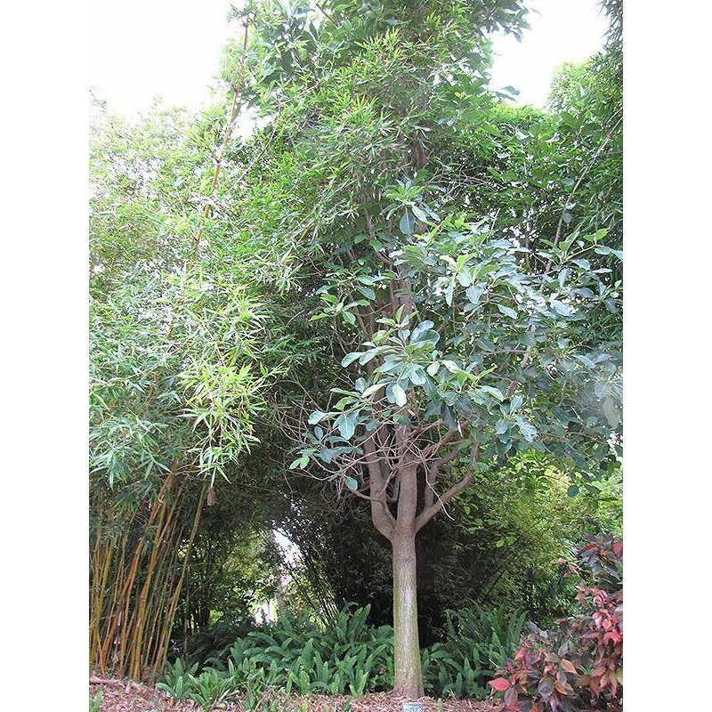 Terminelia bellirica seeds – 1 Kg