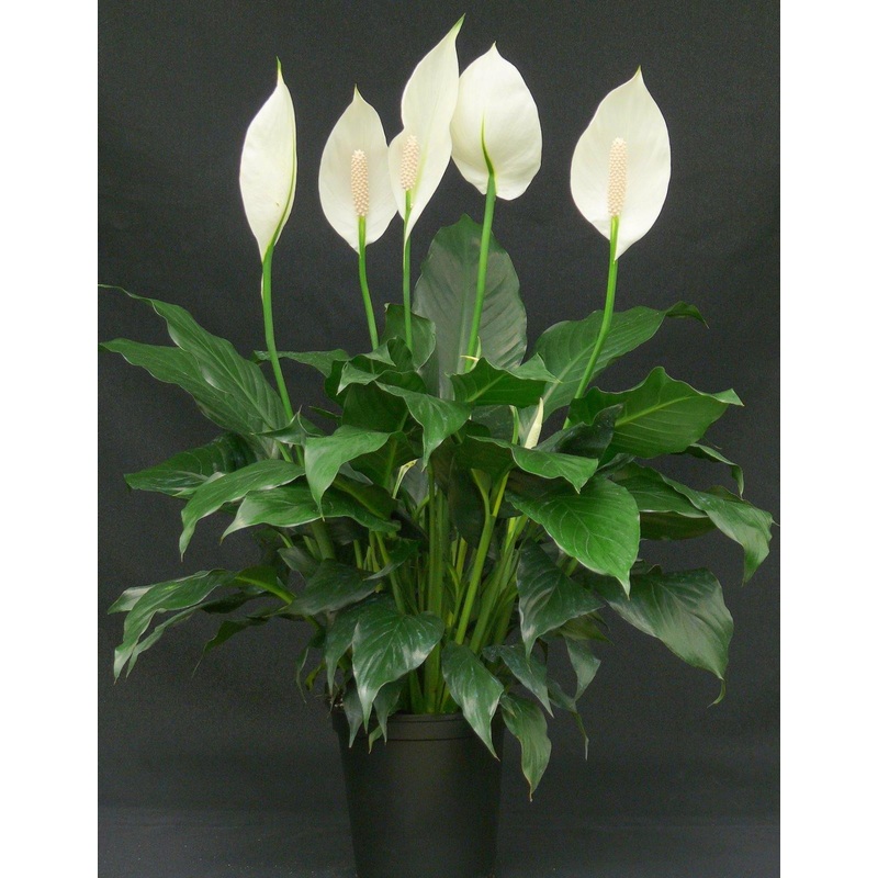 Top 3 Air Purifier Table Top / Office Desk Plant Amazing Pack