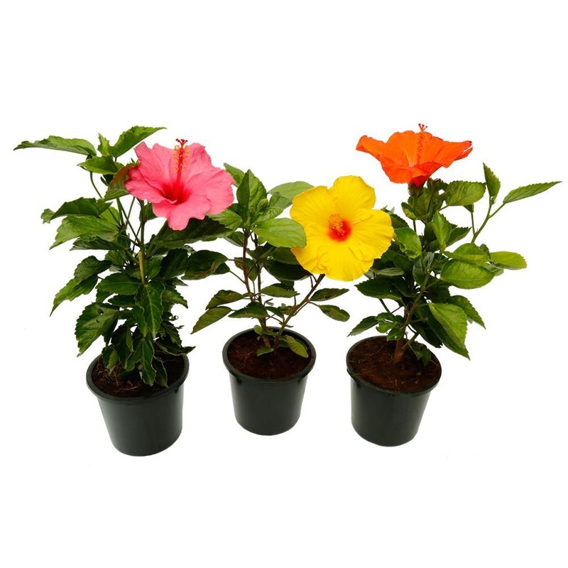 Top 3 Hibiscus Plants