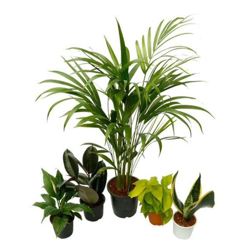 Top 5 Air Purifier and Oxygen Enriching Plant Pack