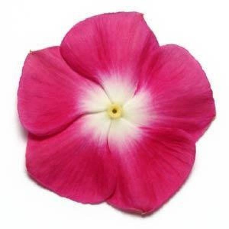 Vinca Pacifica Burgundy Halo Flower Seeds