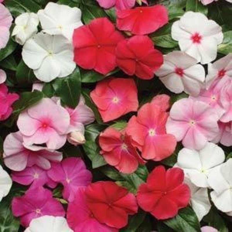 Vinca Pacifica Mix Flower Seeds