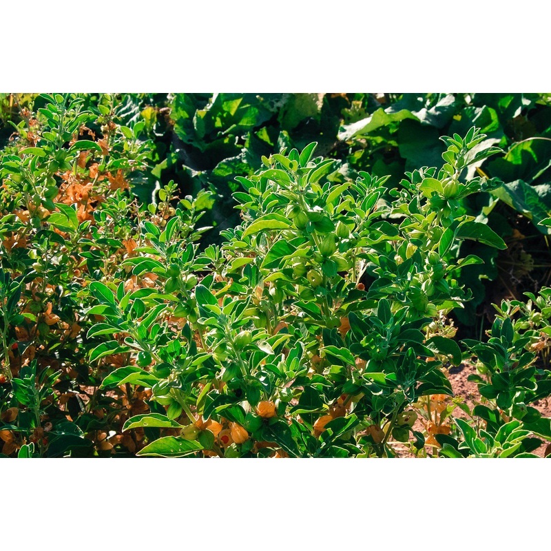 Withania Somnifera Seeds-1 Kg