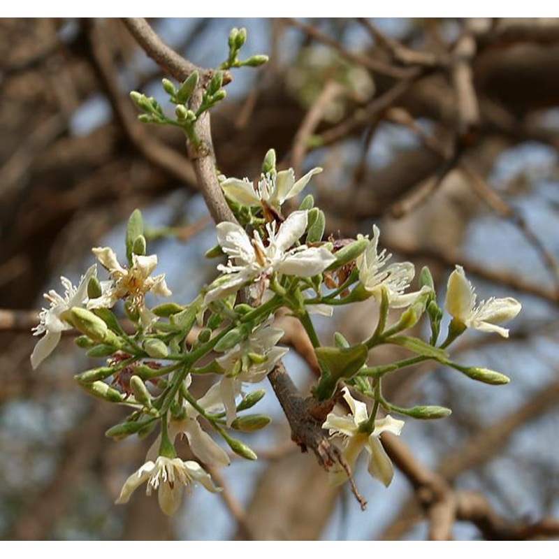 Wrightia tinctoria Seeds – 1 Kg