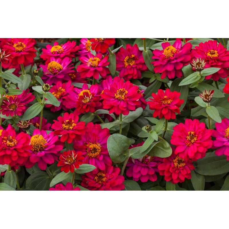 Zinnia Double Profusion Cherry Flower Seeds
