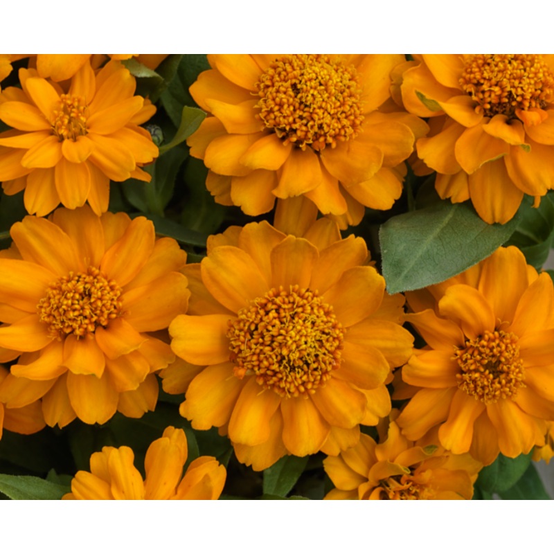 Zinnia Double Profusion Golden Flower Seeds