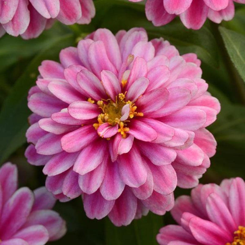 Zinnia Double Zahara  Raspberry Ripple Flower Seeds