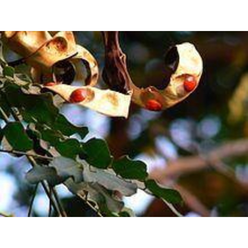 Adenanthera Pavonina Seeds – 1 Kg