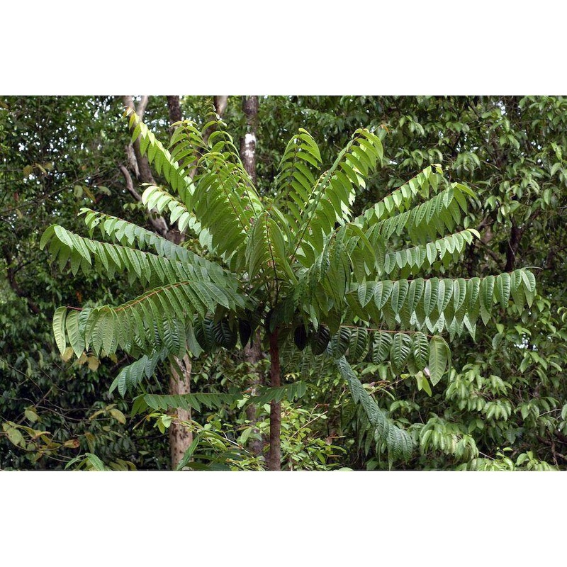 Ailanthus triphysa Seeds – 1 Kg
